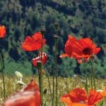 El sindorme de la amapola alta