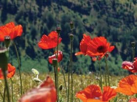 El sindorme de la amapola alta