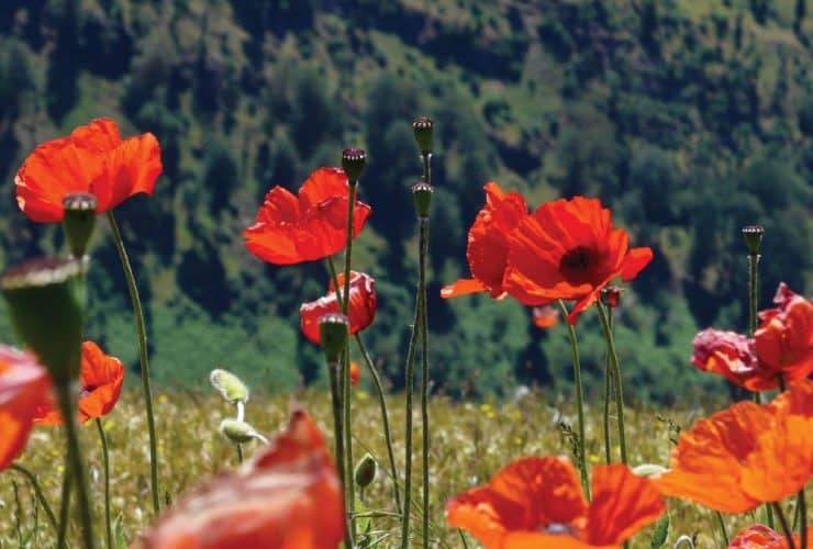 El sindorme de la amapola alta