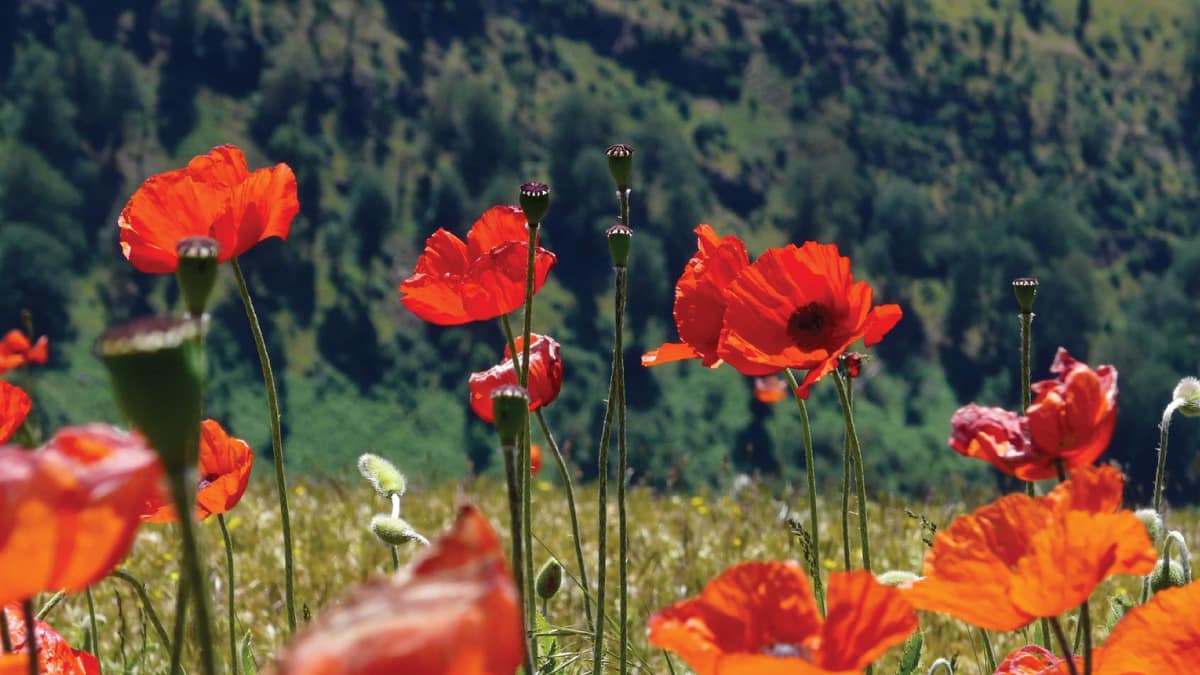 El sindorme de la amapola alta